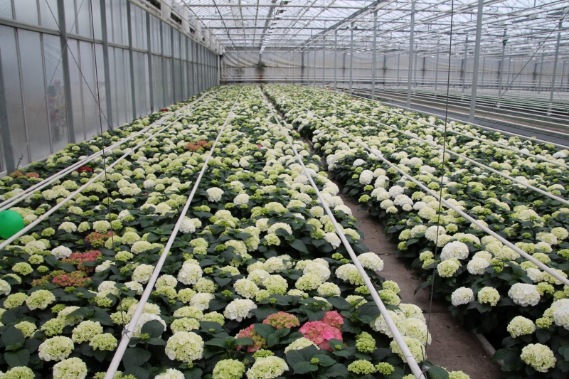 pepiniere-TOURRETTES SUR LOUP-min_nursery-hydrangea-white-flowers-greenhouse-flower-1609210-pxhere.com